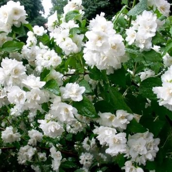 Чубушник Bouquet Blanc